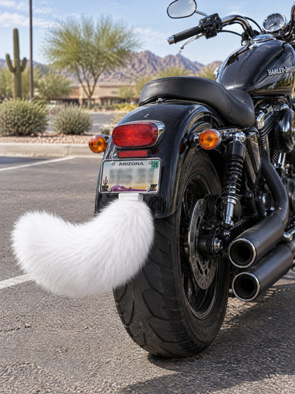 All White | Wagride tail rear of a black Harley-Davidson