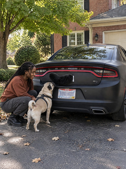 All Black | A woman and dog meeting the Wagride tail on the same parked vehicle